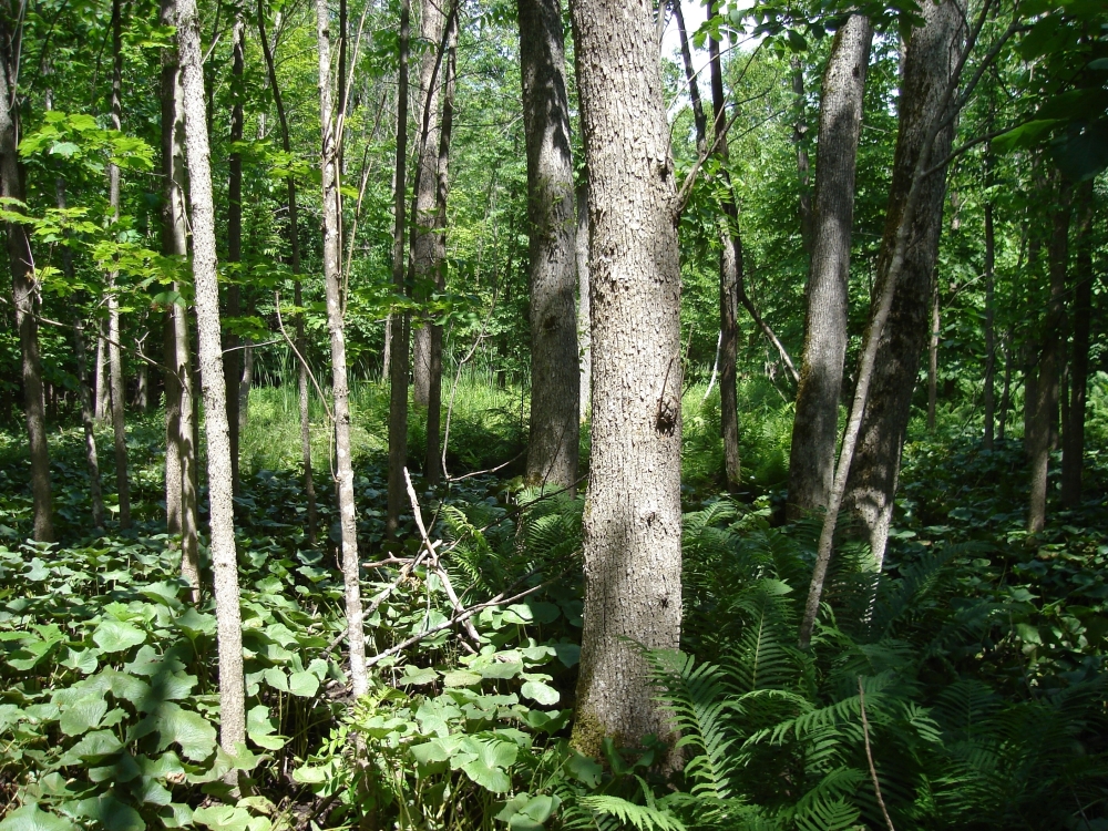 A photo of the Northern Hardwood Swamp natural community type