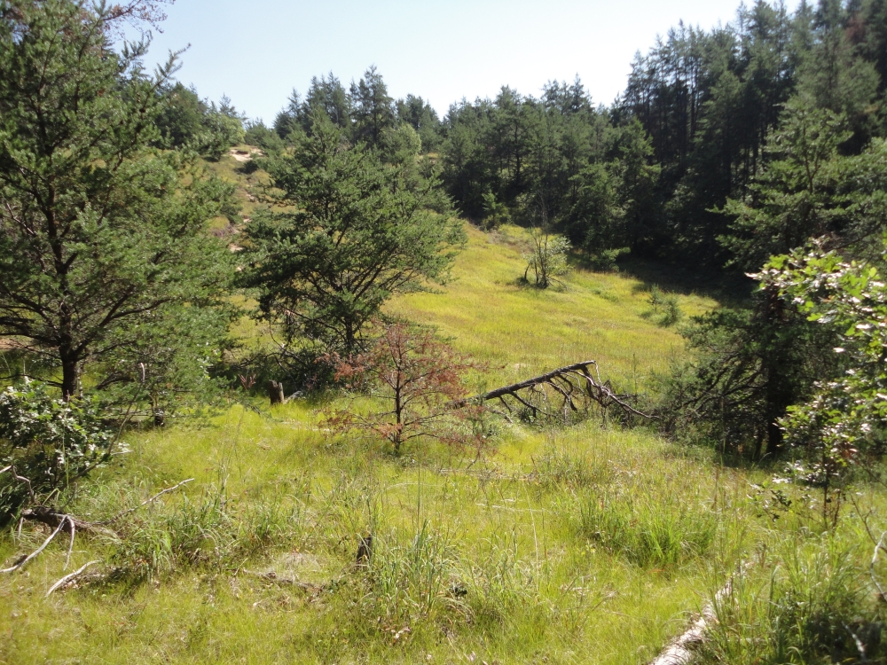 A photo of the Pine Barrens natural community type