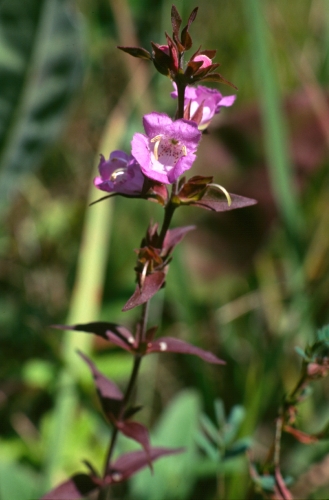 species photo