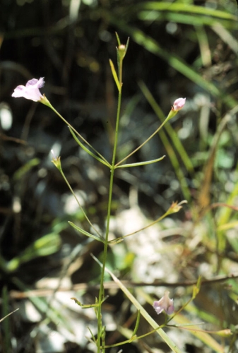 species photo