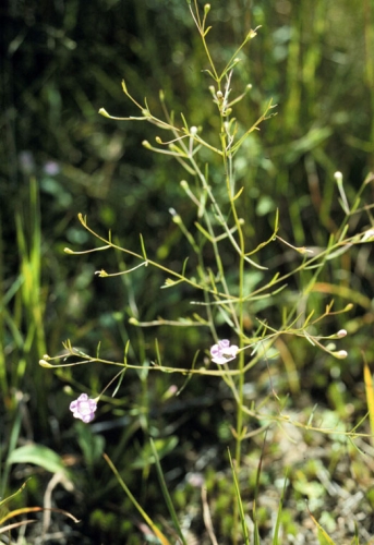 species photo