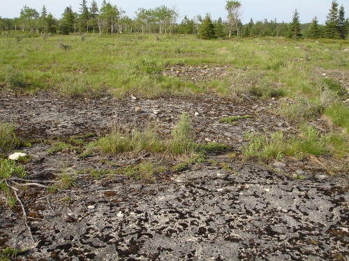 A photo of the Alvar natural community type