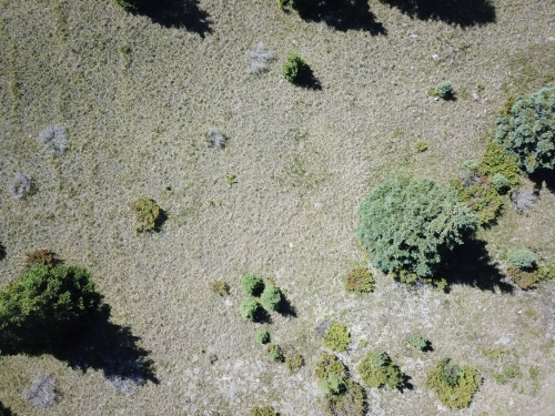 A photo of the Alvar natural community type