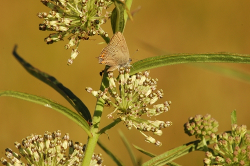 species photo