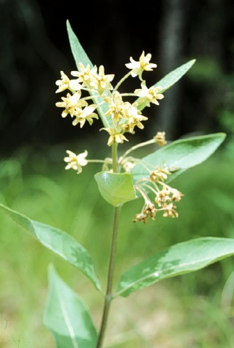species photo