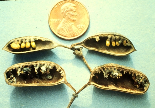 species photo