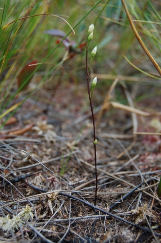 species photo