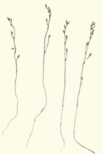 species photo