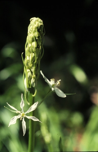 species photo