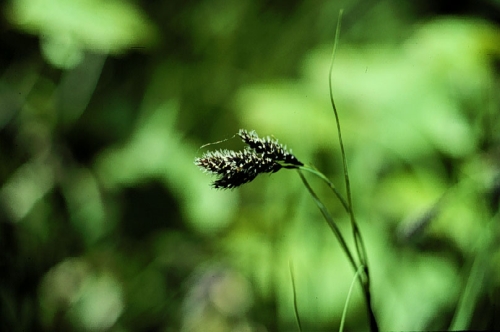 species photo
