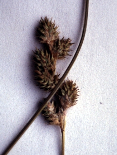 species photo