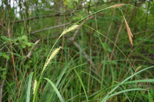 species photo