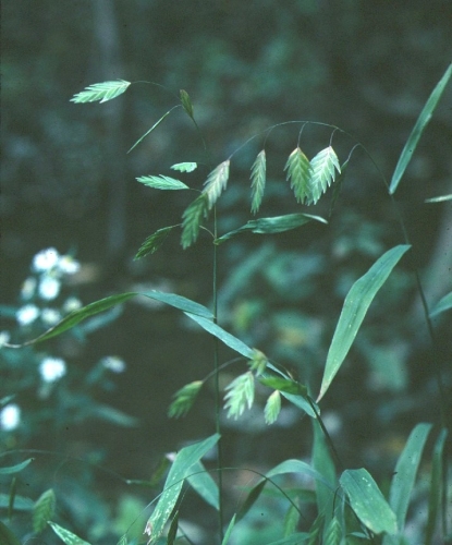 species photo