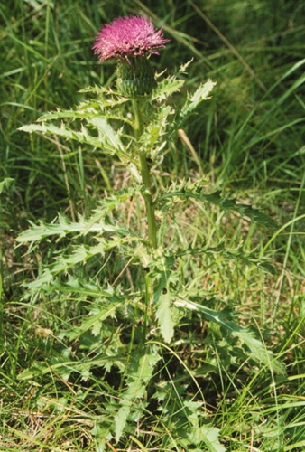 species photo