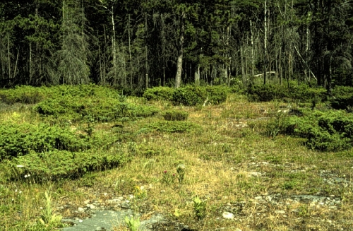 species photo