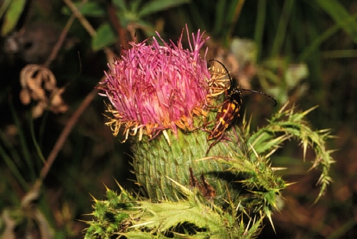 species photo