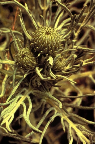 species photo