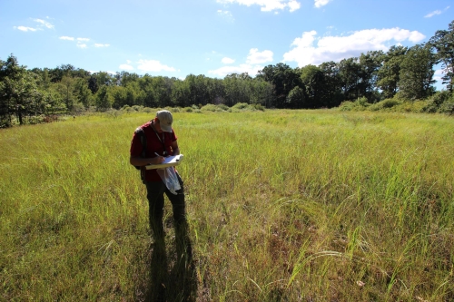 A photo of the Coastal Plain Marsh natural community type