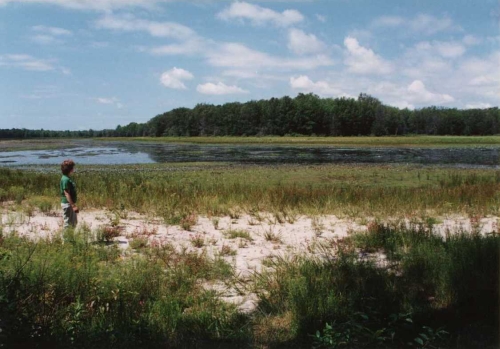 A photo of the Coastal Plain Marsh natural community type