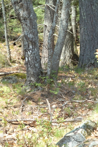 species photo