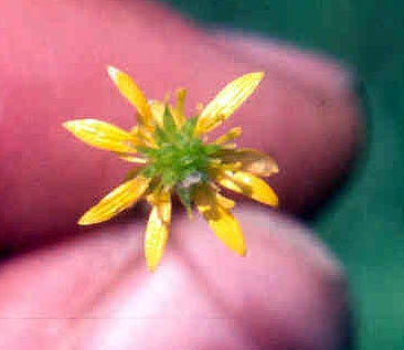 species photo
