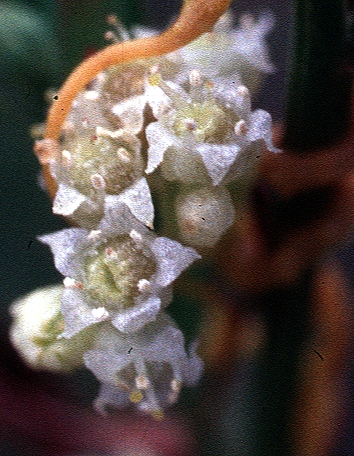 species photo