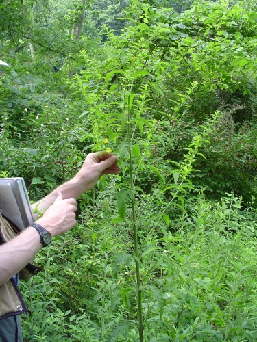 species photo