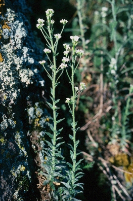 species photo
