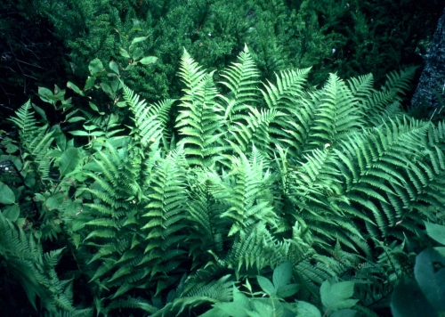 species photo