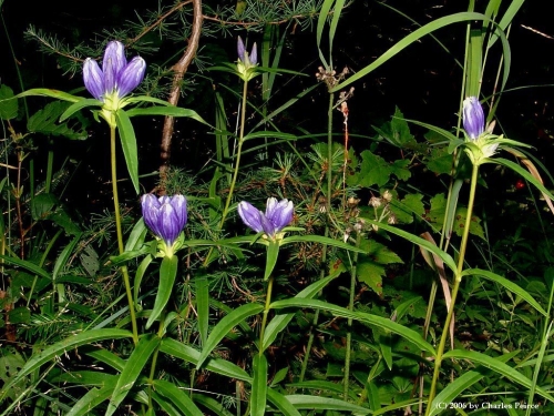 species photo
