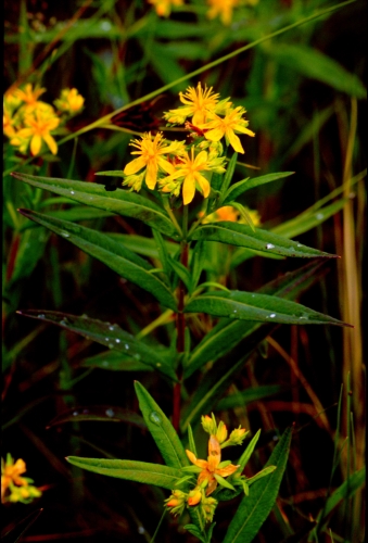 species photo