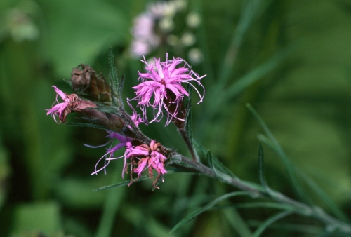 species photo
