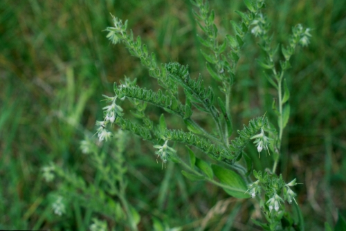 species photo