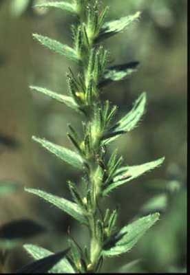 species photo