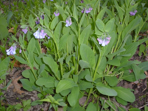 species photo