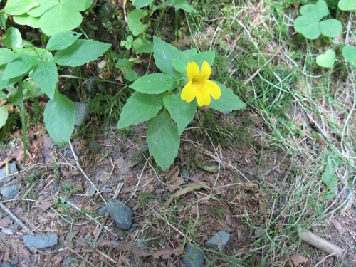 species photo