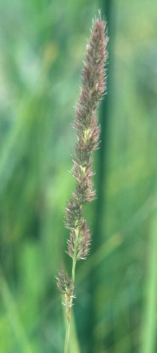 species photo