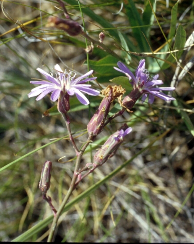 species photo