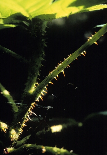species photo