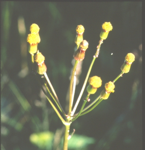 species photo