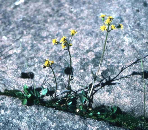species photo