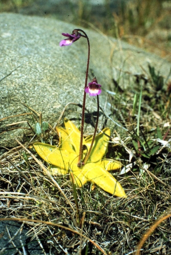 species photo