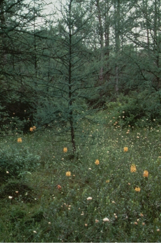 species photo