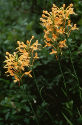 species photo