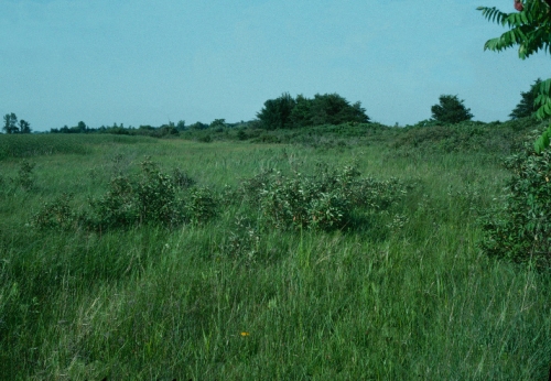 species photo