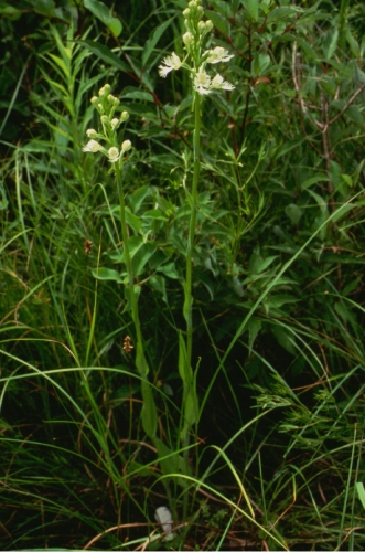 species photo