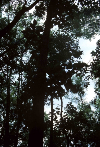 species photo