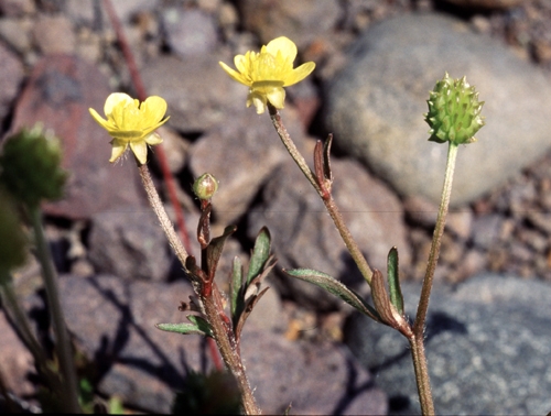 species photo