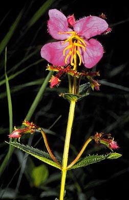 species photo