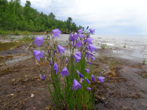 A photo of the Sandstone Bedrock Lakeshore natural community type